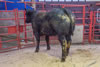 Champion Beast